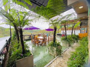 pine forest house da lat
