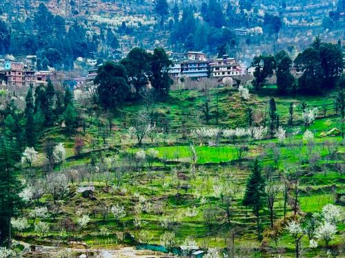 kasol hostel