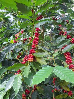 tea garden house homestay