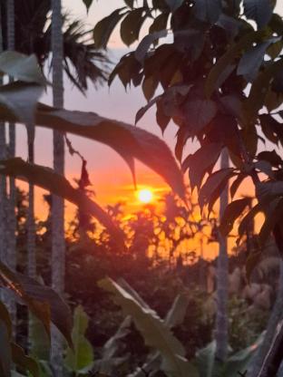 tea garden house homestay