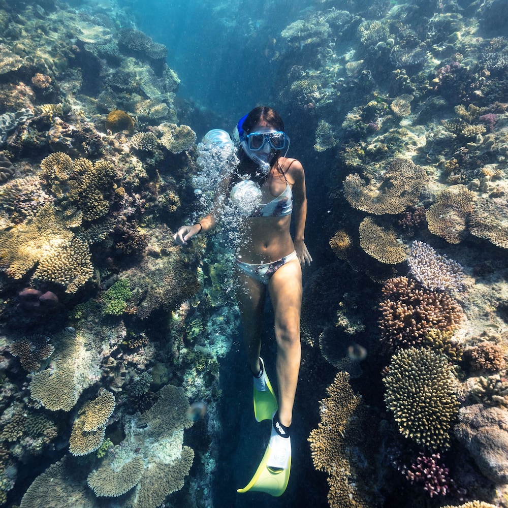 heron island