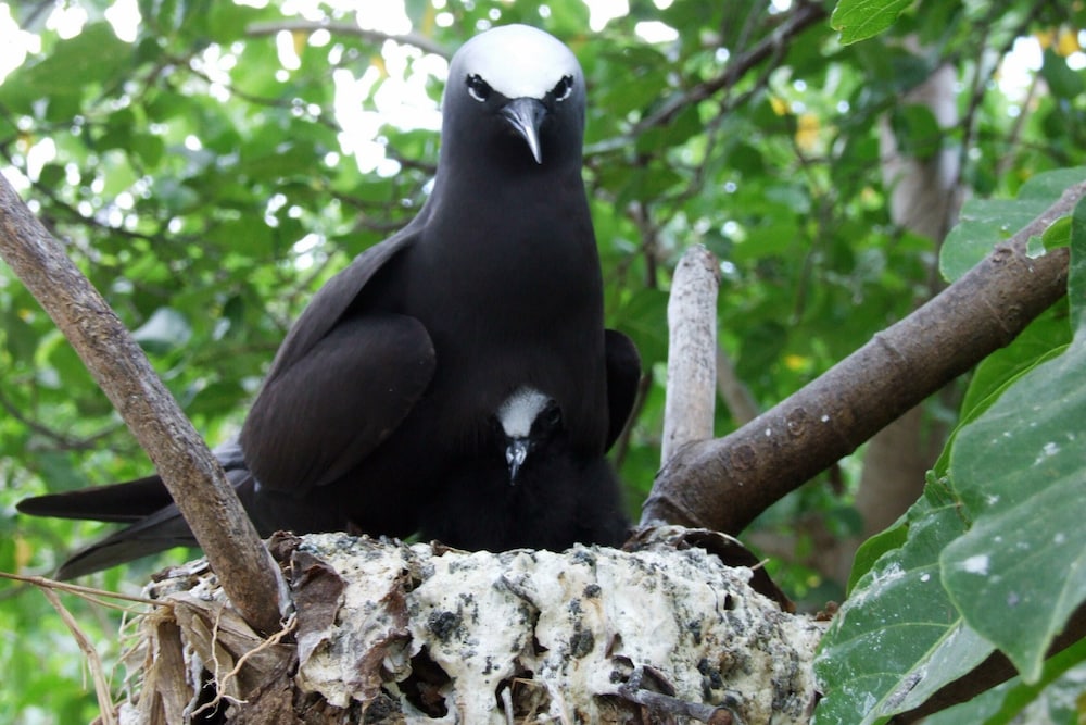 heron island