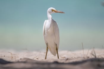 heron island