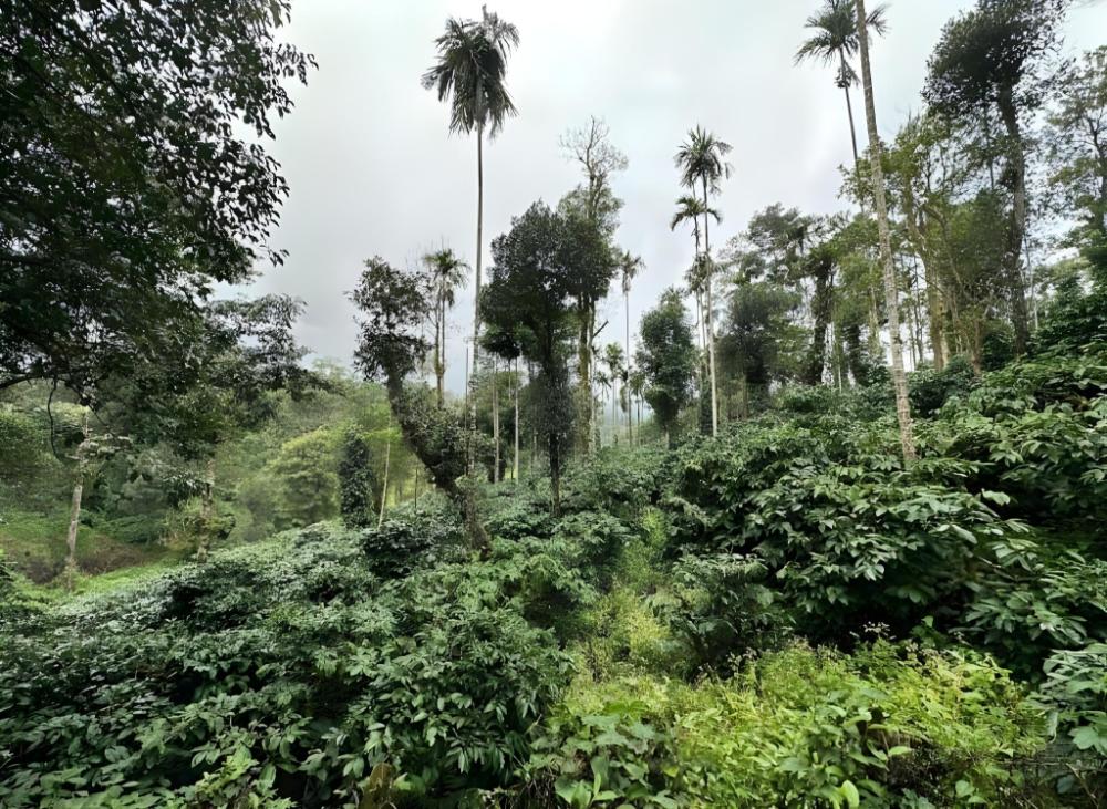 lazo coffee bean resort coorg