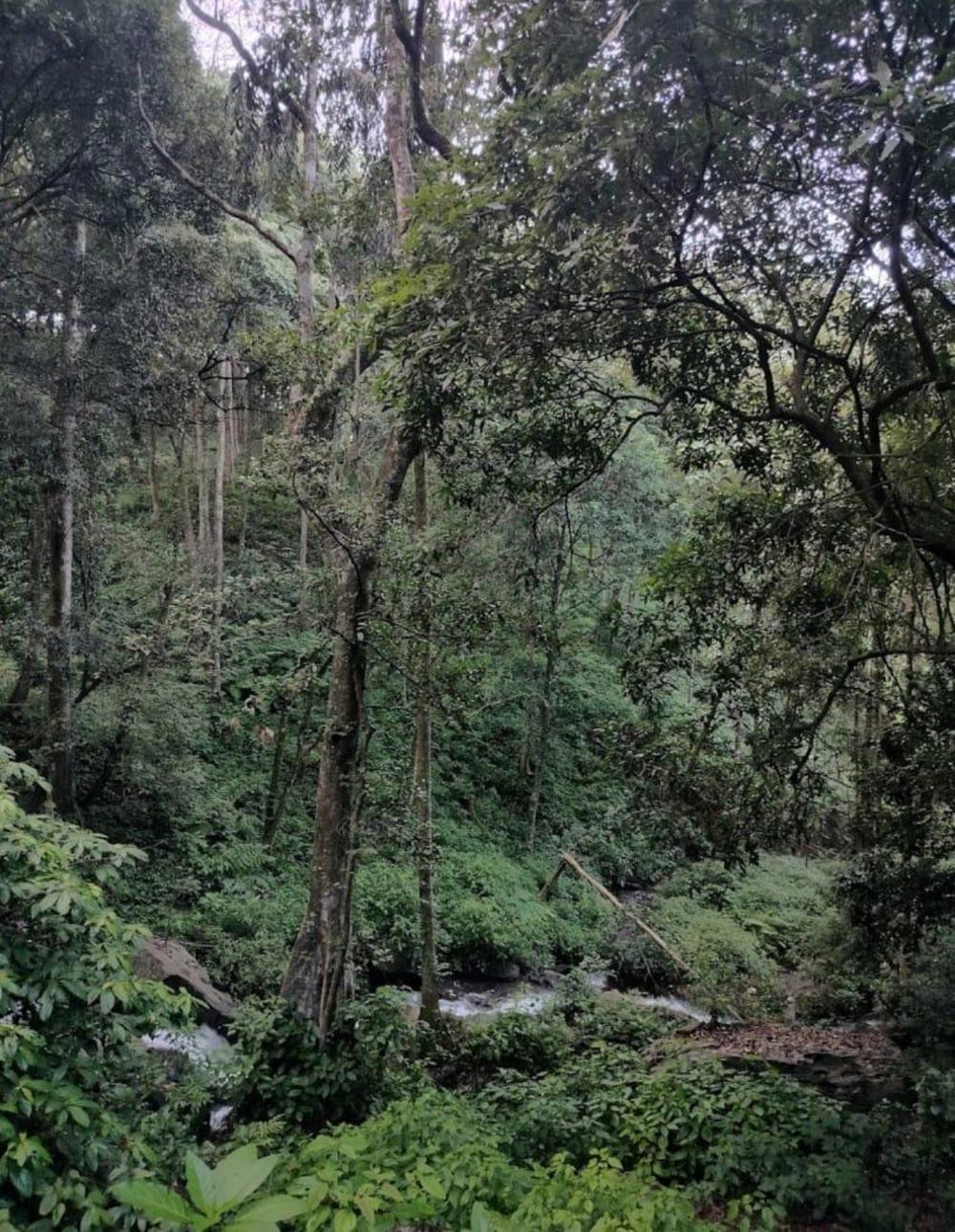 lazo coffee bean resort coorg