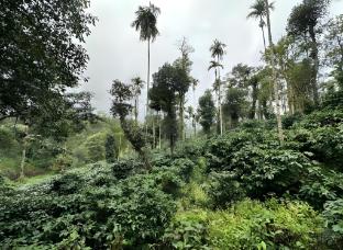 lazo coffee bean resort coorg