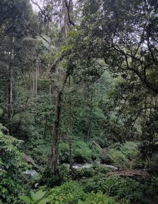 lazo coffee bean resort coorg