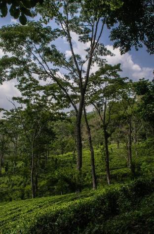 Ecoluxe Mountain Mist,India>>Darjeeling,4 star