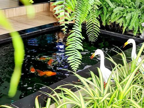 modern resort phichit