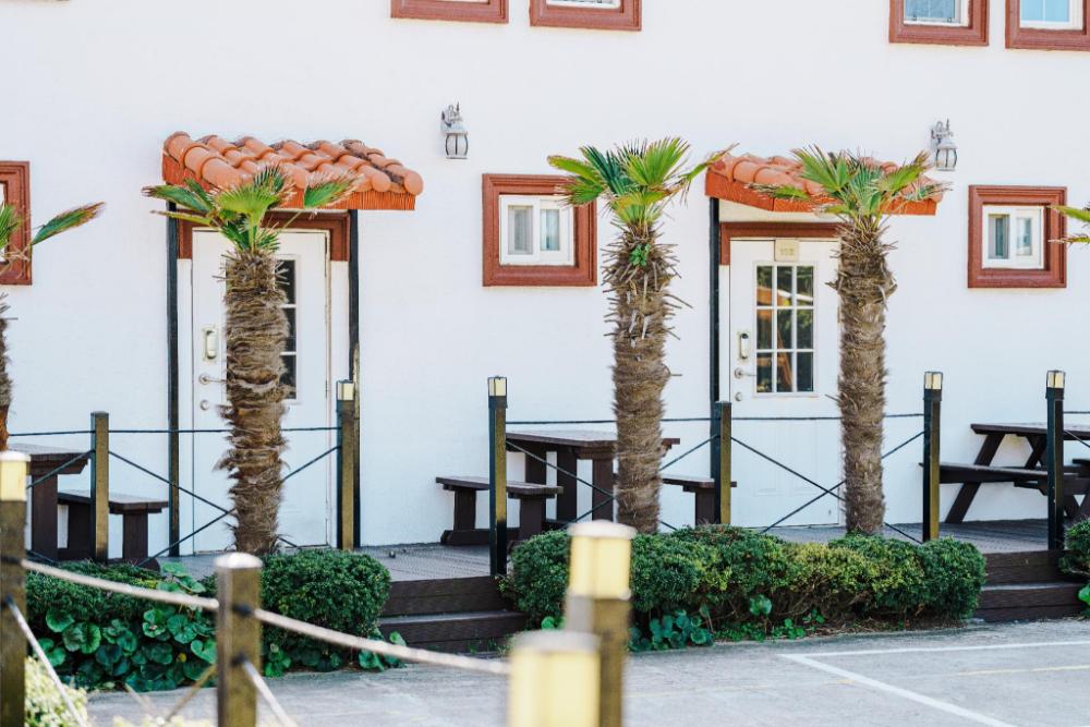 jeju sehwa moon rabbit