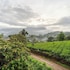 treebo windsong resort munnar