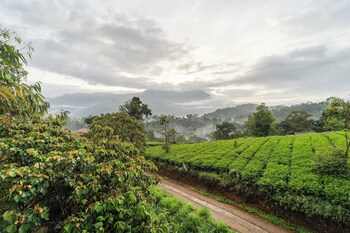 treebo windsong resort munnar