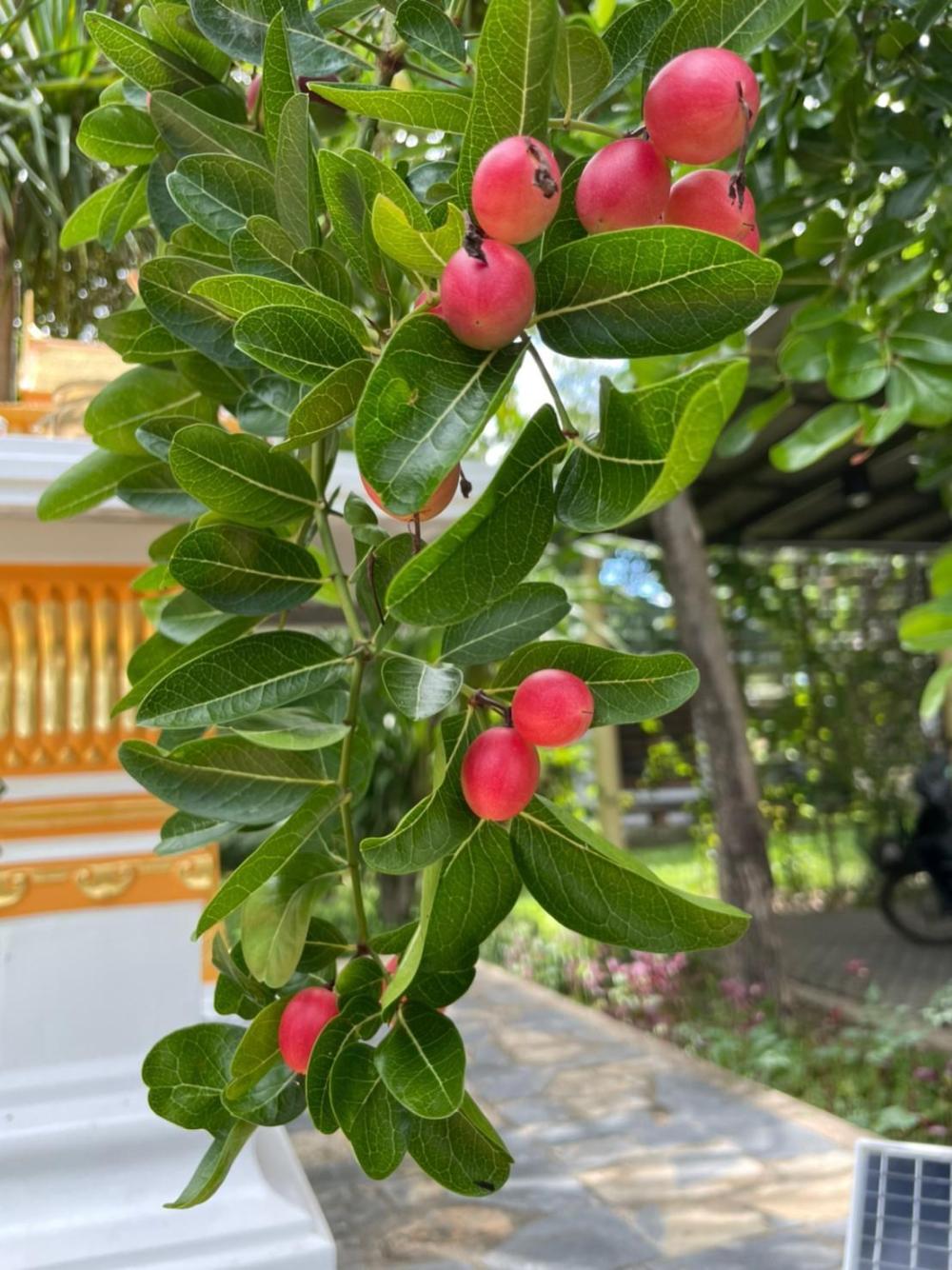 green tree resort