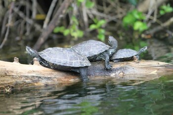 tartaruga motel agva