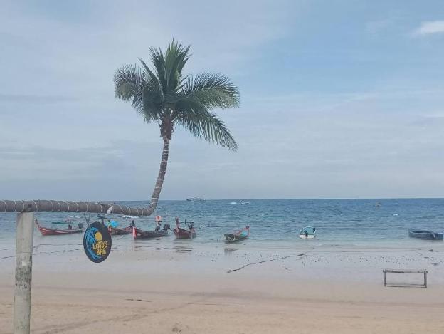 lotus hostel beach bar koh tao