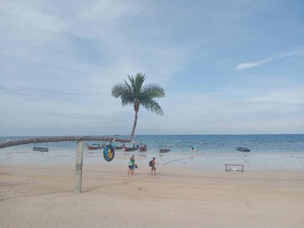 lotus hostel beach bar koh tao