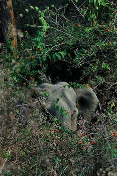 thennal jungle camp pvt ltd