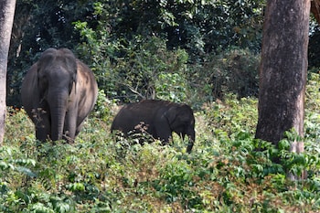 thennal jungle camp pvt ltd