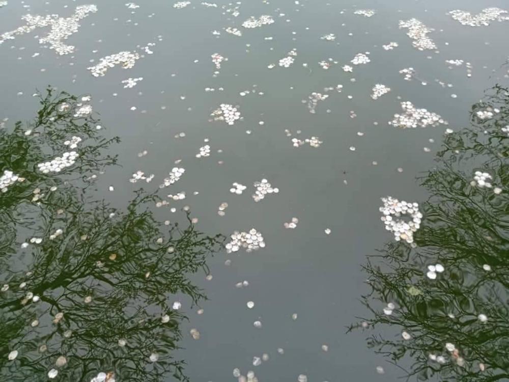 plum garden homestay