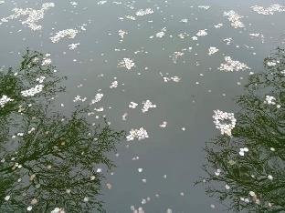 plum garden homestay