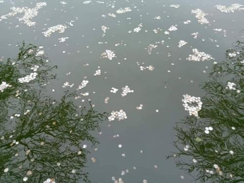 plum garden homestay