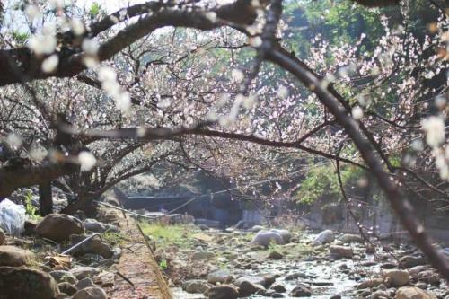 plum garden homestay