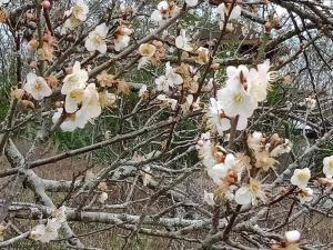 plum garden homestay