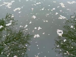 plum garden homestay