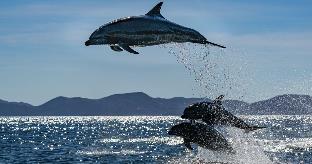 Shivansh Cottage Diveagar,Murud>>Diveagar,5 star