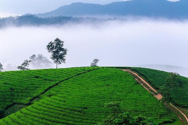 tea and sky munnar
