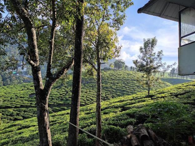 tea and sky munnar