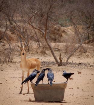 jaisalmer dekho desert camps sam