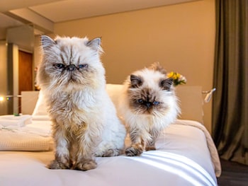 mercure florianopolis convention hotel