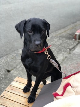 hakone miyanoshita guest house inn toi