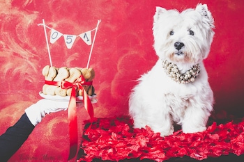 bologna