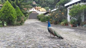 antigua guatemala