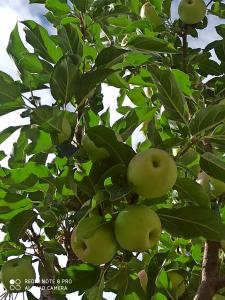 Rock Castle Residency,Sankar,3 star