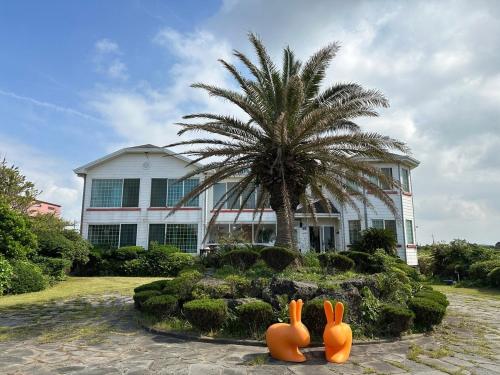 jeju ddoolle pension