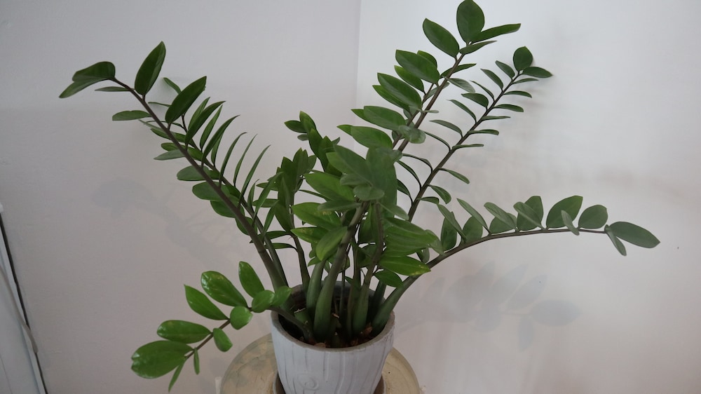 patong triple p guesthouse