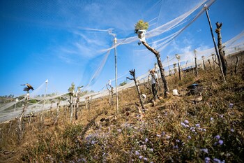 naya gaun resort sarangkot