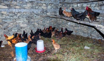 naya gaun resort sarangkot