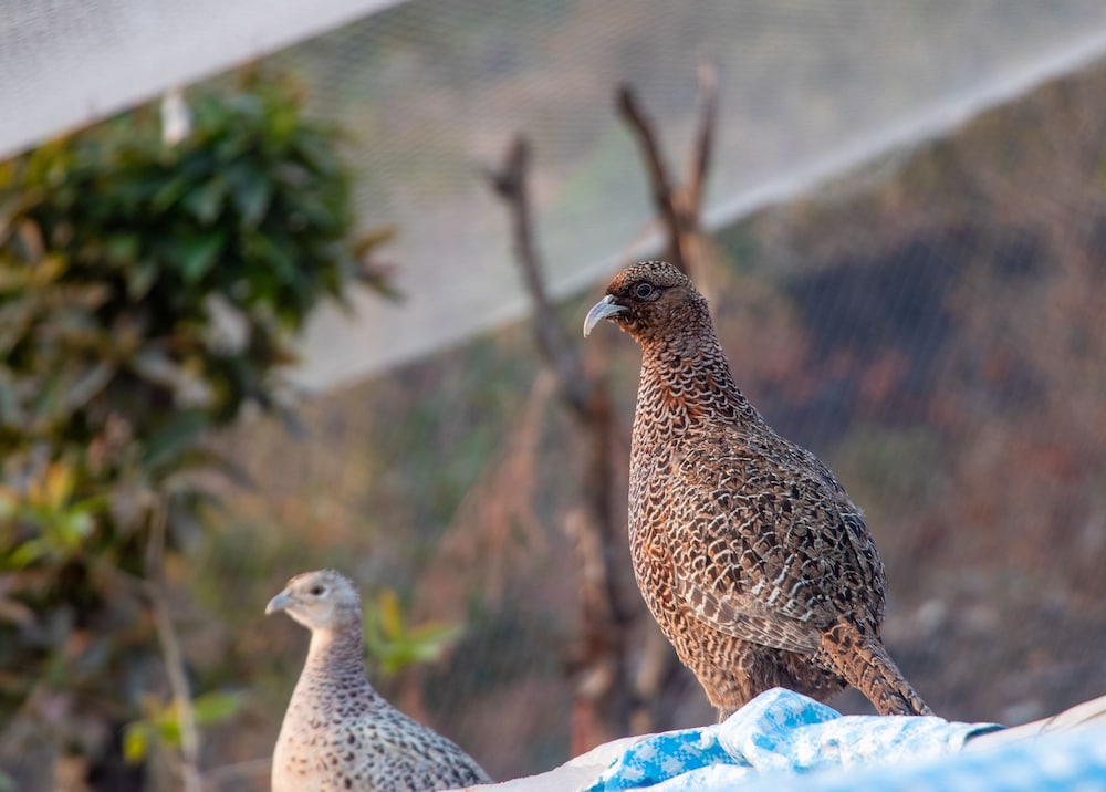 naya gaun resort sarangkot