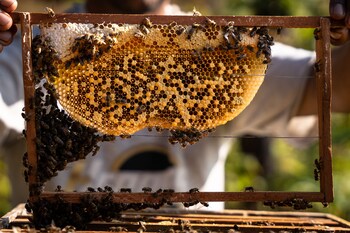 naya gaun resort sarangkot