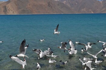 martsemik camp pangong lake