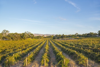 barossa shiraz estate