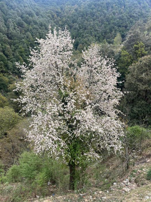 burans kot heritage home ramgarh