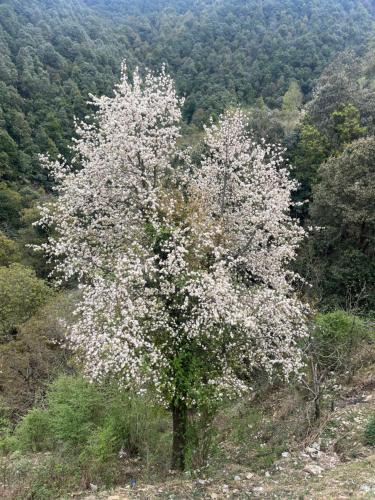 burans kot heritage home ramgarh