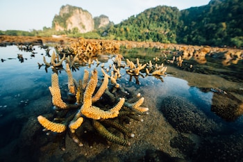 krabi