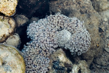 krabi
