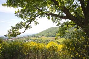 montepulciano